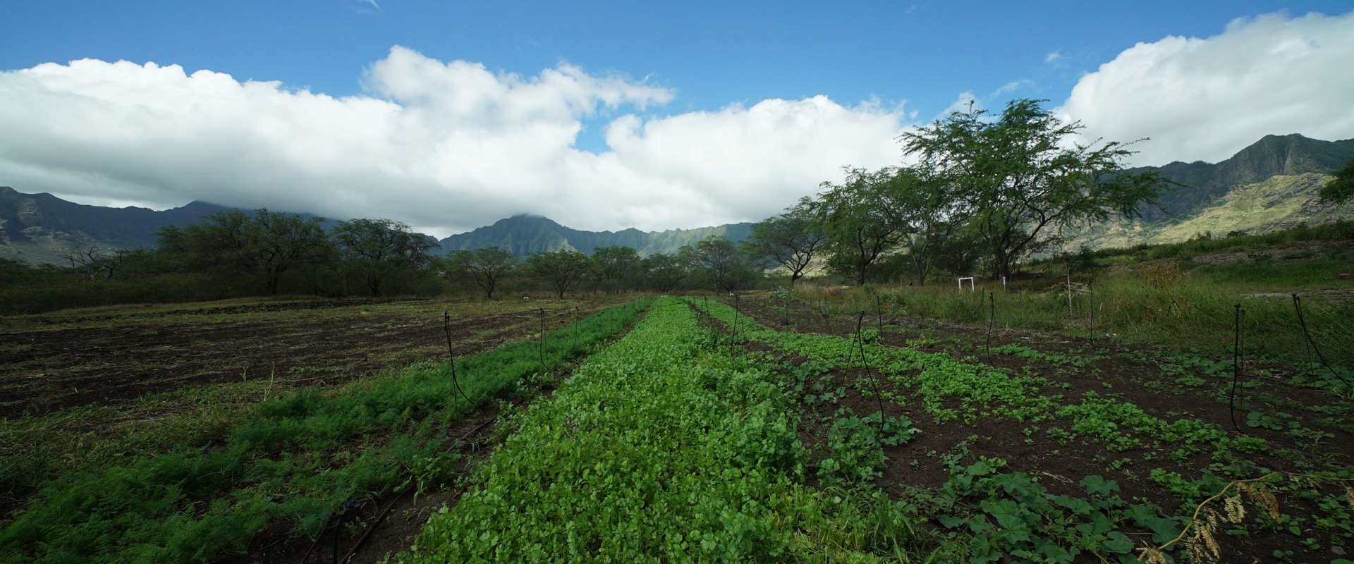 What Types of Agriculture are Grown on Oahu Farmlands?