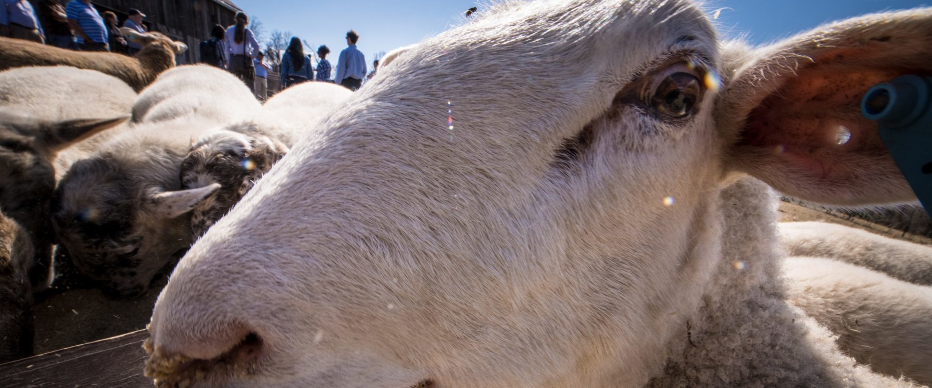 What Types of Livestock are Raised on Oahu's Farms?