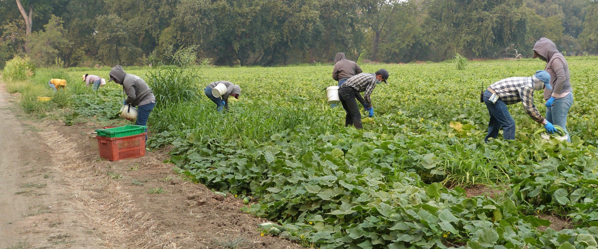 Organic Agriculture: Promoting Sustainable Practices in the Region