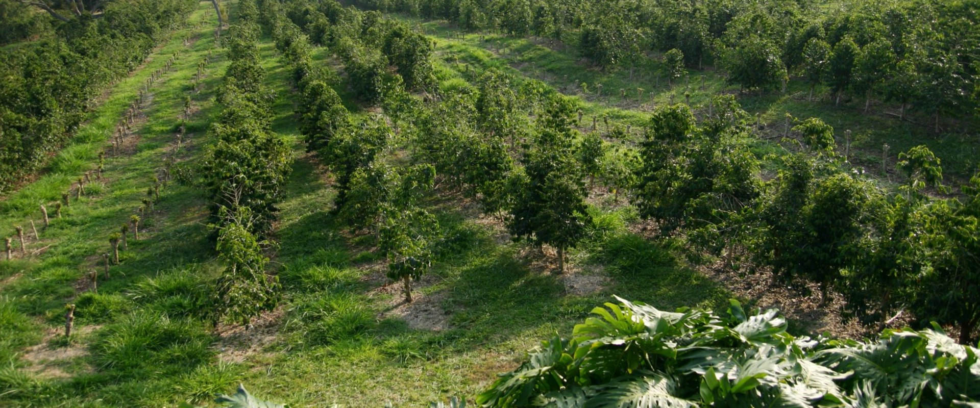 The Impact of Pest and Disease Control on Oahu's Farms: A Comprehensive Guide