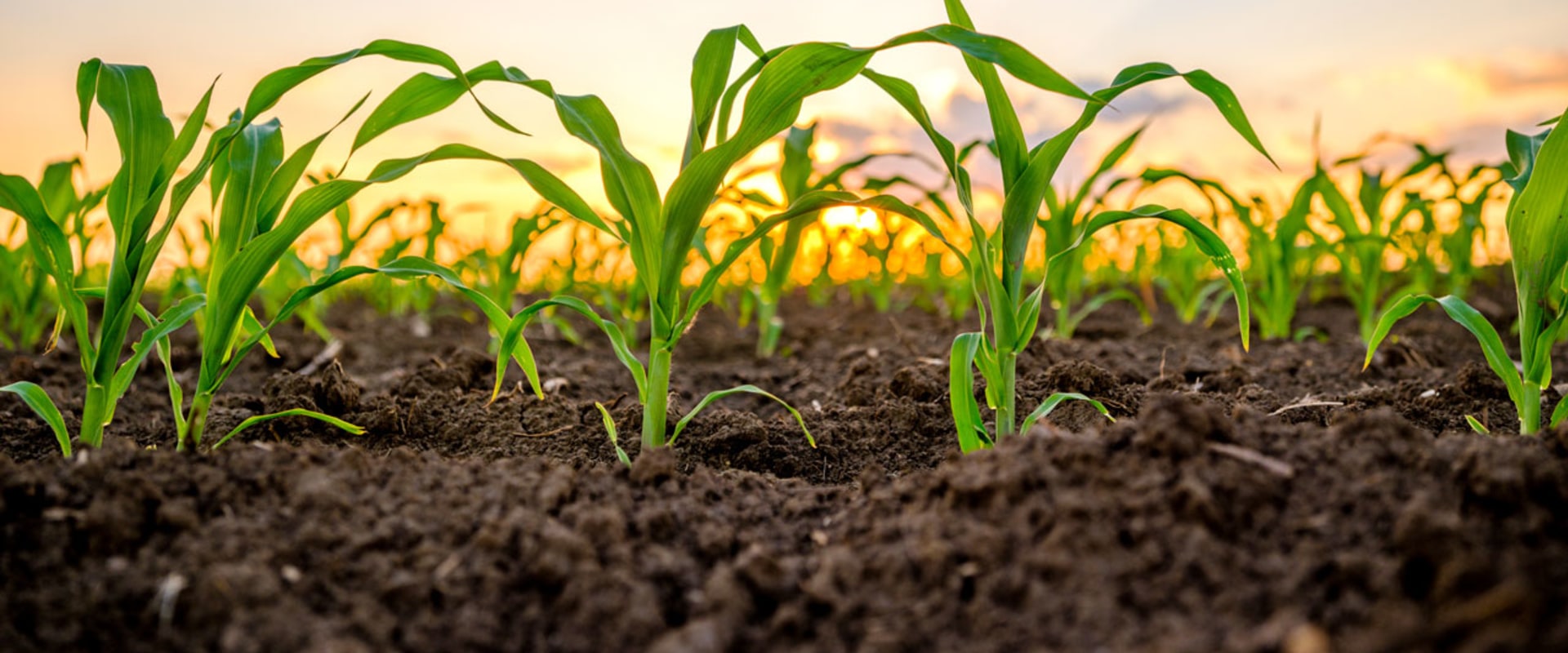 The Advantages of Genetic Modification in Farming