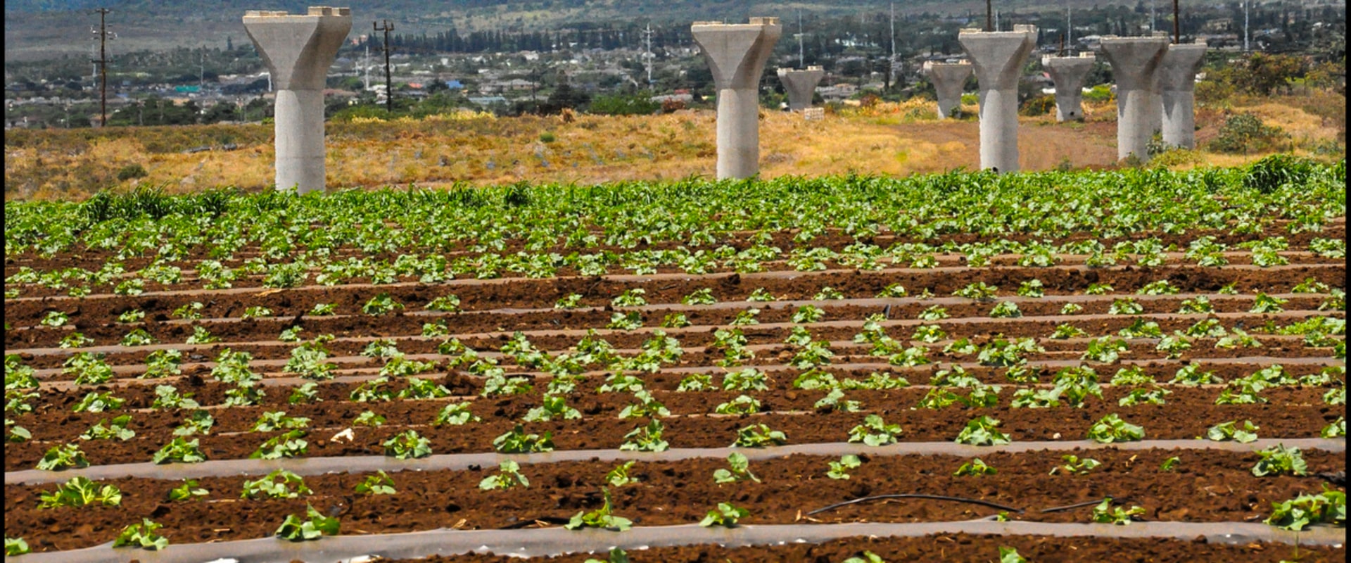 Urbanization's Impact on Oahu's Farms: A Comprehensive Look