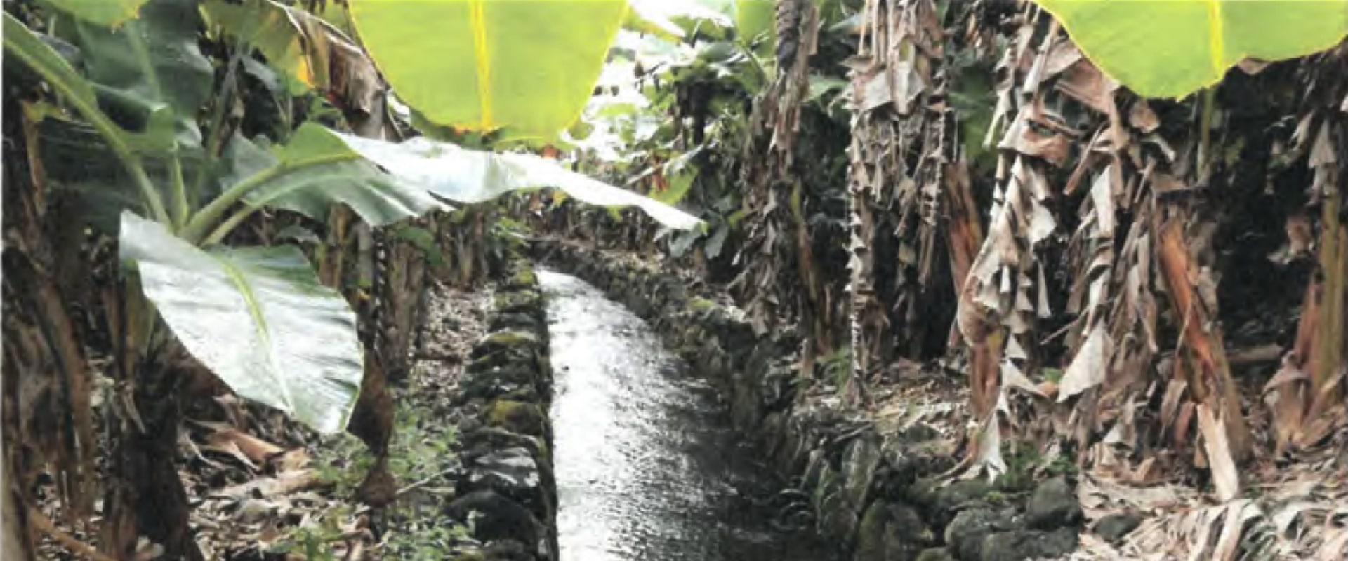 The Impact of Irrigation Management on Oahu's Agricultural Production: A Comprehensive Overview