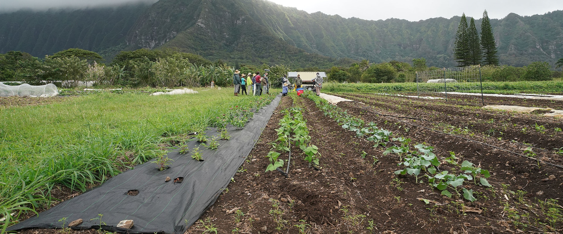 How Many Farmers Are Working on Oahu's Farms? A Comprehensive Look