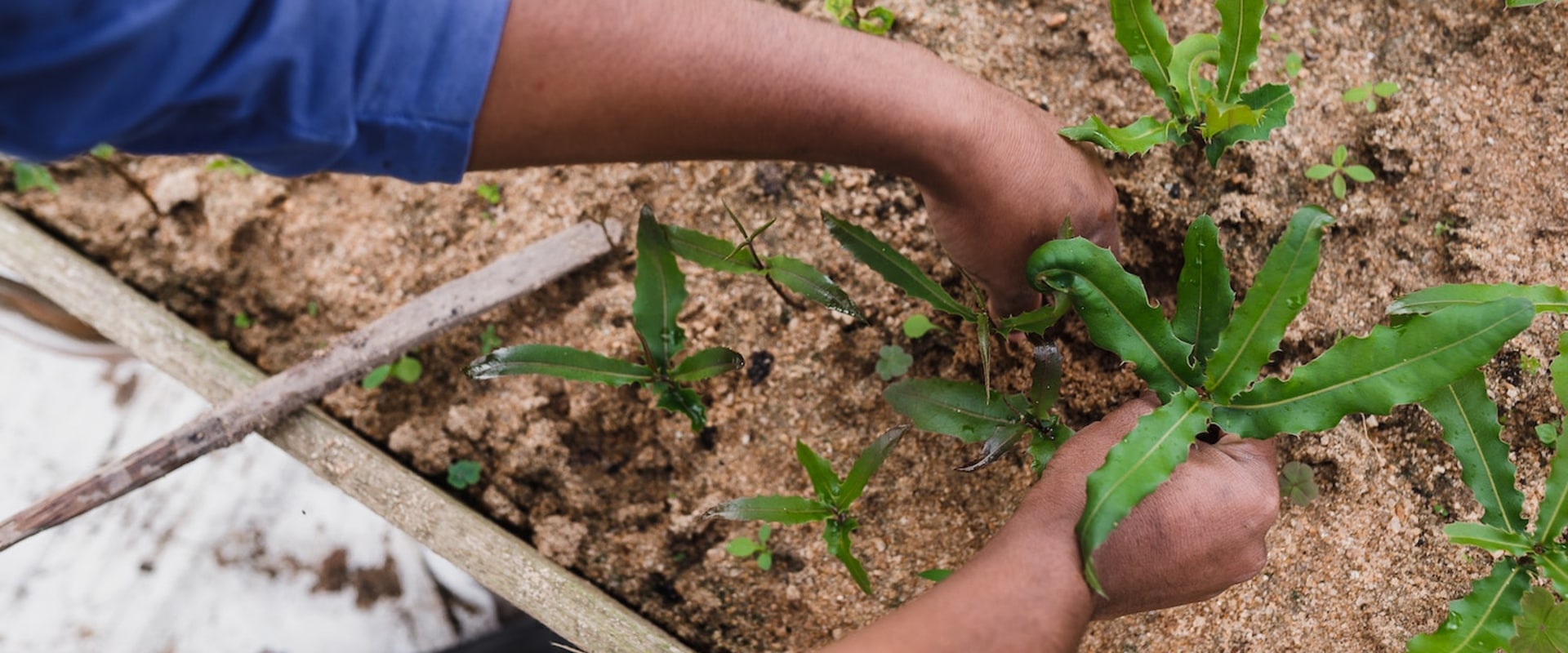 Promoting Sustainable and Equitable Local Food Systems in the Region: Strategies and Initiatives