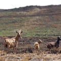 The Impact of Climate Change on Oahu's Farms: A Comprehensive Look