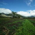 What Types of Agriculture are Grown on Oahu Farmlands?