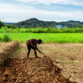 The Impact of Fertilizer Use on Oahu's Farms: Best Practices for Sustainable Agriculture