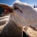 What Types of Livestock are Raised on Oahu's Farms?