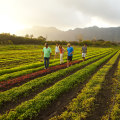 What Crops are Grown in Abundance on Oahu's Farms?