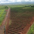 The Impact of Trade Agreements on Oahu's Agricultural Production: An Expert's Perspective