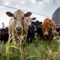 How Much of Oahu's Agricultural Production is Used for Animal Feed?