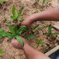 Promoting Sustainable and Equitable Local Food Systems in the Region: Strategies and Initiatives