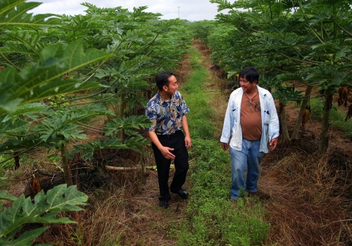 The Impact of Genetic Modification on Oahu's Farms: A Comprehensive Look