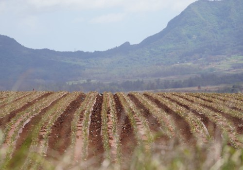 The Impact of Government Policies on Oahu's Farms: A Comprehensive Look