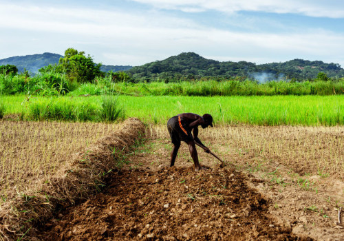 The Impact of Fertilizer Use on Oahu's Farms: Best Practices for Sustainable Agriculture