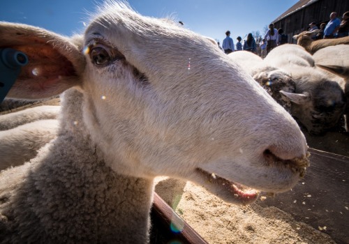 What Types of Livestock are Raised on Oahu's Farms?