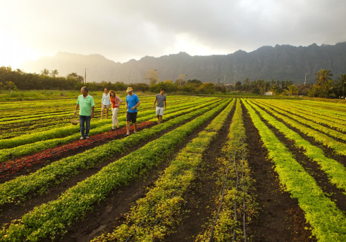 How Many Farms are Located on Oahu? A Comprehensive Look