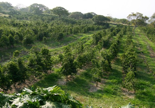 The Impact of Pest and Disease Control on Oahu's Farms: A Comprehensive Guide