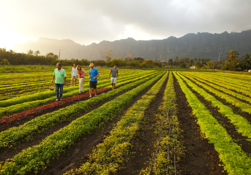 What Crops are Grown in Abundance on Oahu's Farms?