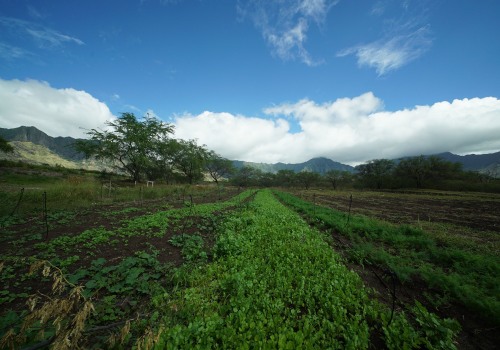 How Much of Oahu's Agricultural Production is Used for Human Consumption?