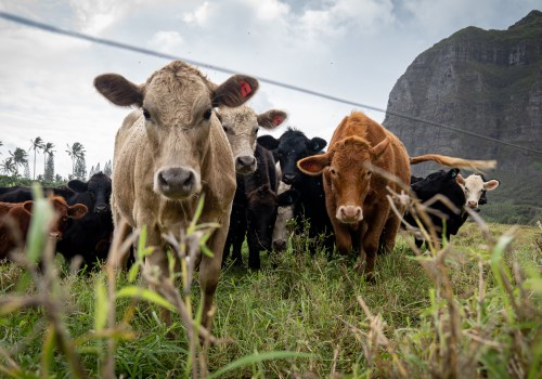 How Much of Oahu's Agricultural Production is Used for Animal Feed?