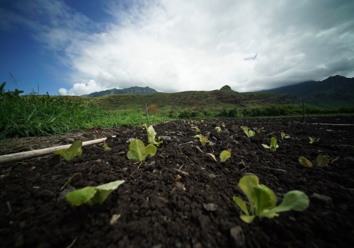 The Impact of Crop Diversification on Oahu's Farms: A Comprehensive Guide